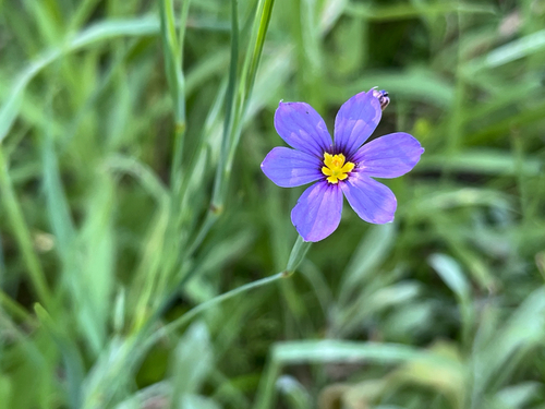 iNaturalist observation photo of western blue-eyed grass
