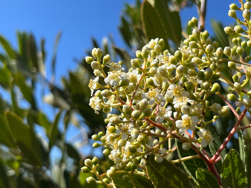 iNaturalist observation photo of Toyon