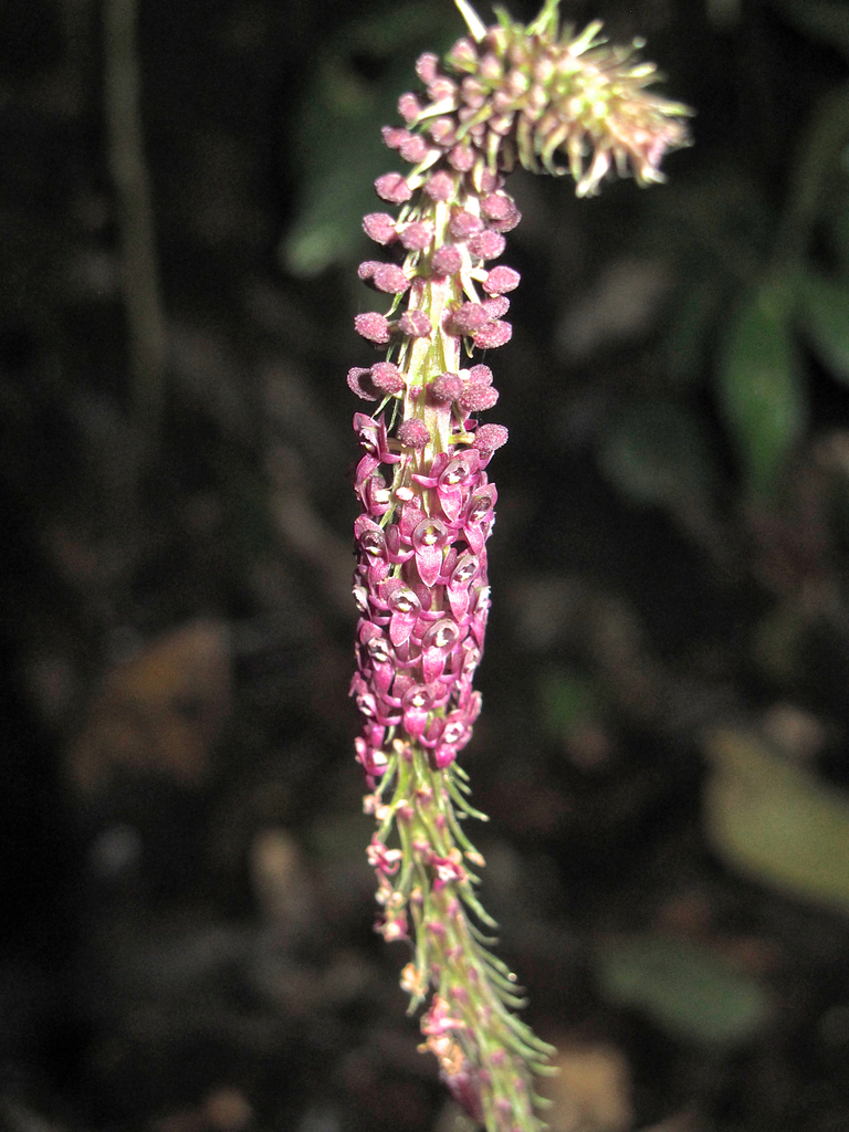 Crepidium soleiforme