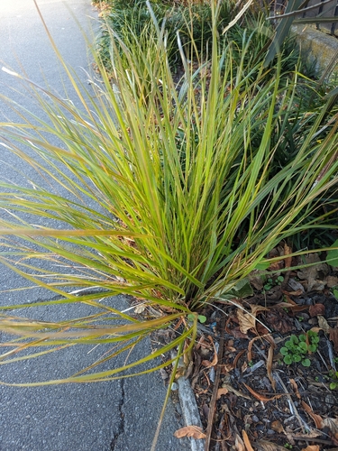 Anemanthele (Anemanthele lessoniana)