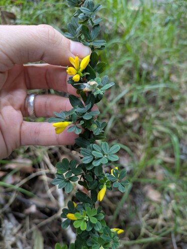 Cytisus, 2026-03-05
