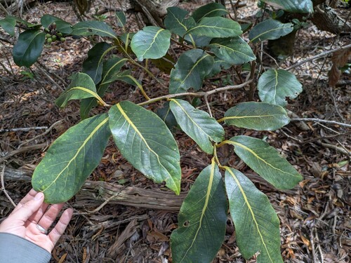 Cryptocarya, 2026-03-05