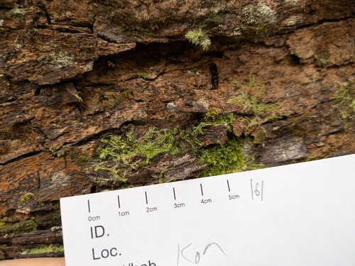 Lophocolea autoica observed 2026-03-05