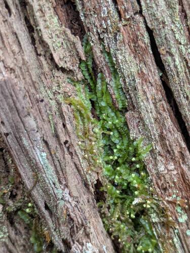 Matchstick Flapwort (Odontoschisma denudatum)