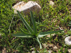 Colchicum hierosolymitanum