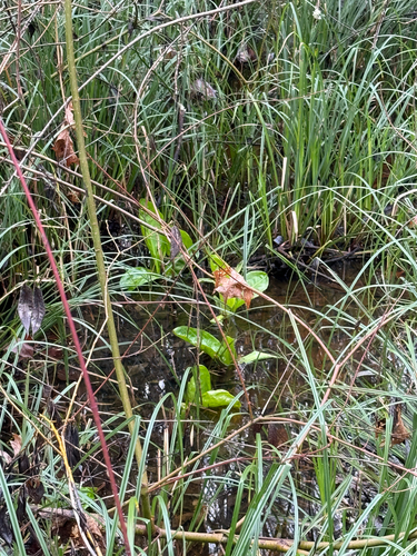 western skunk cabbage