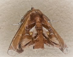 Eutelia abscondens