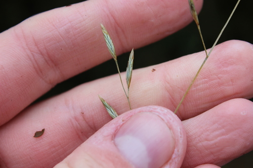 Festuca novae-zelandiae, photograph 4