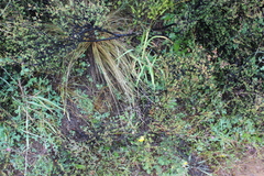 Festuca novae-zelandiae, photograph (c) Joe Dillon, some rights reserved (CC BY)