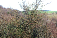 Kunzea serotina