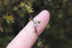Kunzea serotina, photograph (c) Joe Dillon, some rights reserved (CC BY)