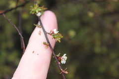 Kunzea serotina, photograph (c) Joe Dillon, some rights reserved (CC BY)