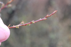 Kunzea serotina, photograph (c) Joe Dillon, some rights reserved (CC BY)