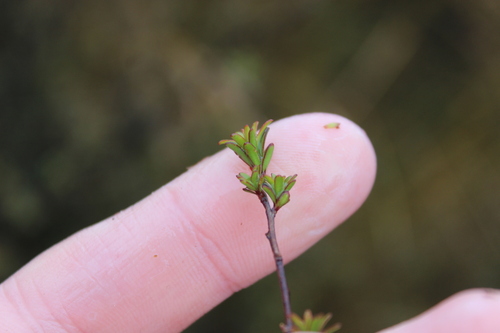Kunzea serotina, photograph 4