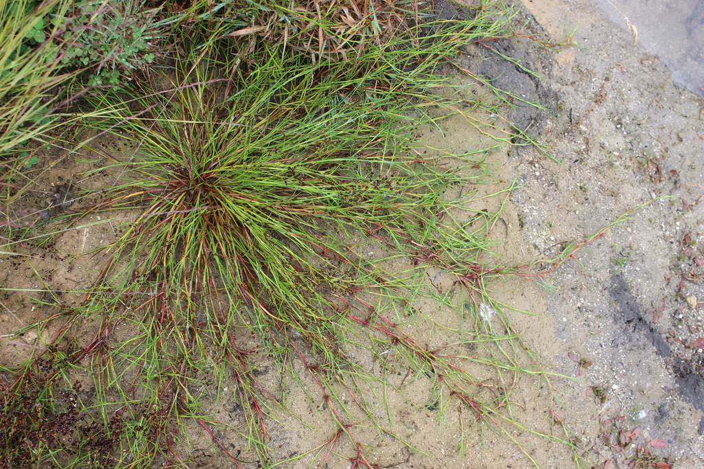 Bulbous rush (Juncus bulbosus)