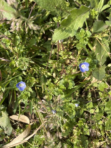 bird's-eye speedwell