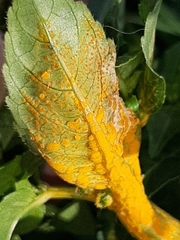 Melampsora rostrupii