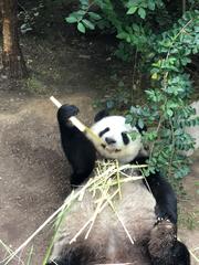 Ailuropoda melanoleuca