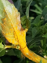 Melampsora rostrupii