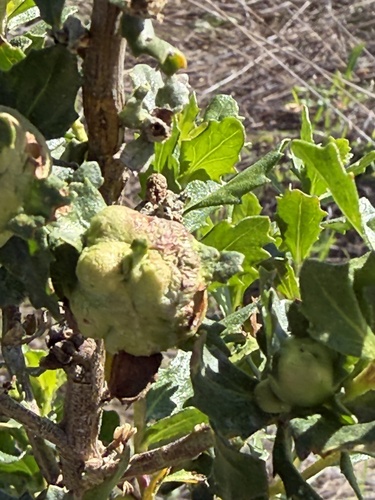 Unknown species found near Redwood City, CA, US