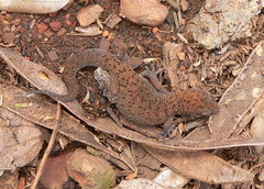 Pachydactylus affinis