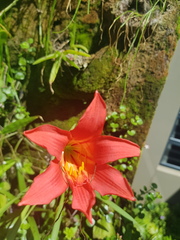 Cyrtanthus sanguineus