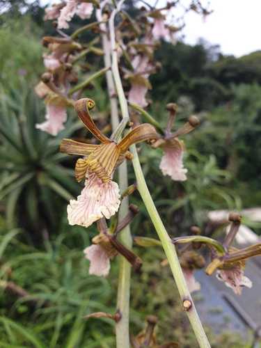 Garden Harlequin