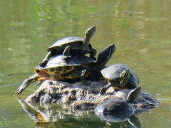 Trachemys scripta