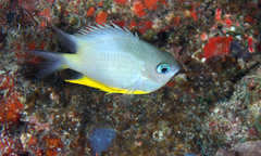 Amblyglyphidodon orbicularis