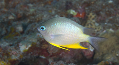 Amblyglyphidodon orbicularis