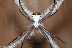 Argiope submaronica