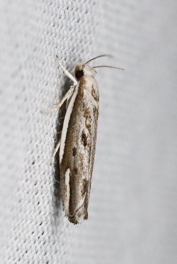 Xylorycta emarginata