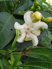 Tabernaemontaninae
