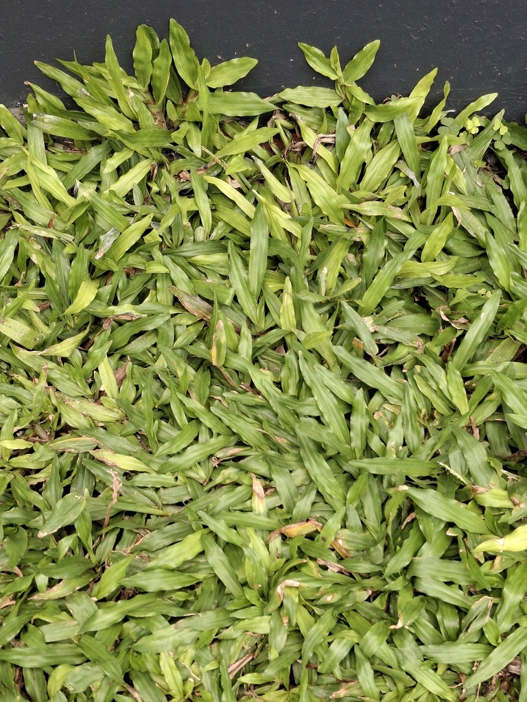 cỏ lá gừng – Axonopus compressus