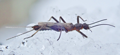 Allocapnia pygmaea