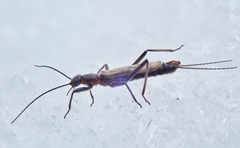 Allocapnia pygmaea