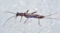 Allocapnia pygmaea