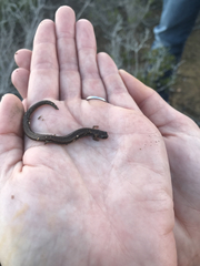 Batrachoseps major major