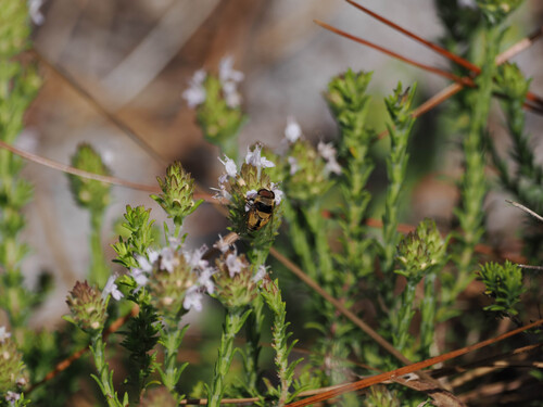 Unknown species found near Osceola County, FL, USA