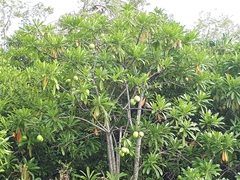Magnoliopsida