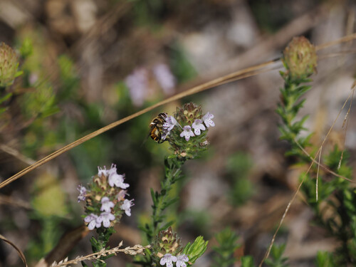 Unknown species found near Osceola County, FL, USA