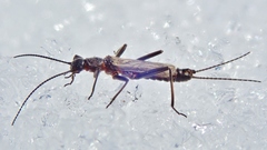 Allocapnia pygmaea