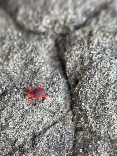 Intertidal Red Mite photo 3
