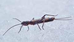 Allocapnia pygmaea