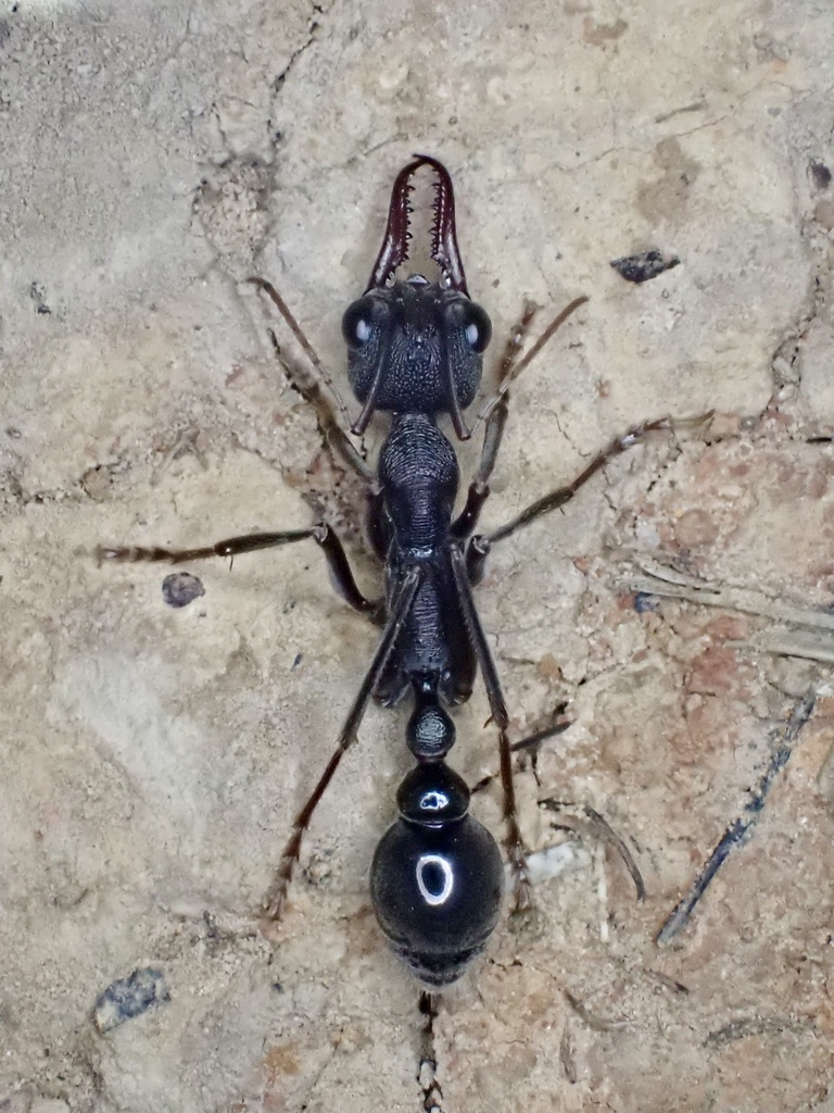 Inch Ant from Anglesea Ward, Anglesea, VIC, AU on March 7, 2026 at 10: ...