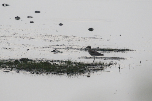 Great Stone-curlew (Esacus recurvirostris), photo 8