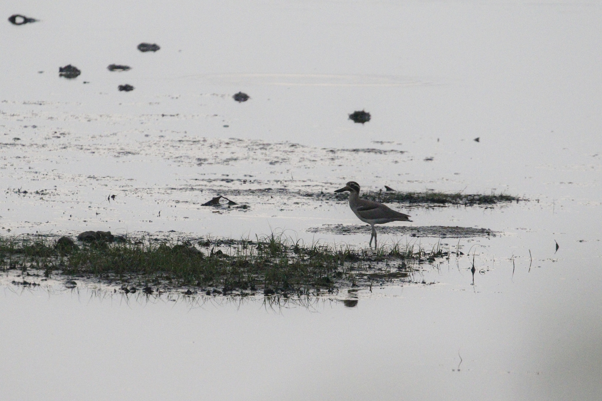 Great Stone-curlew (Esacus recurvirostris), photo 3