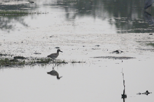 Great Stone-curlew (Esacus recurvirostris), photo 9