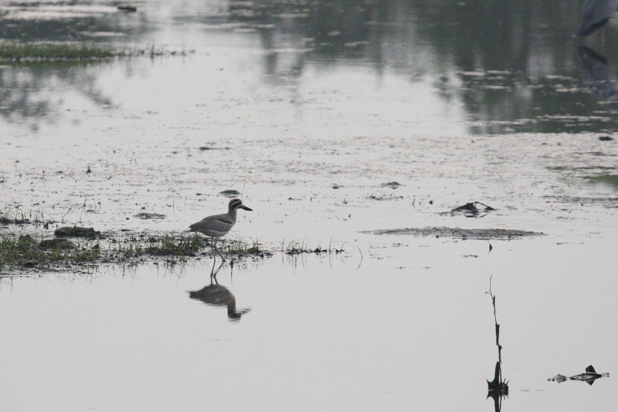 Great Stone-curlew (Esacus recurvirostris), photo 4