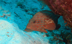 Cephalopholis cyanostigma